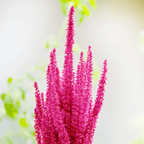 Amaranth