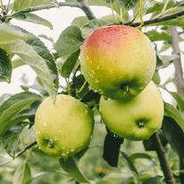 Apfel