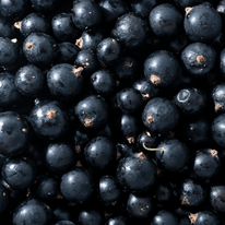 Schwarze Johannisbeere