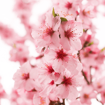 Kirschblüte