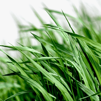 Citronella