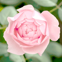 Englische Rose