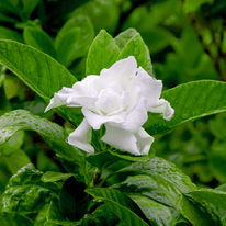 Gardenie