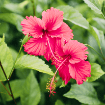 Hibiskus