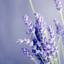 Lavendel