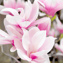 Magnolie