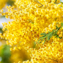 Mimose