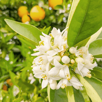 Orangenblüte