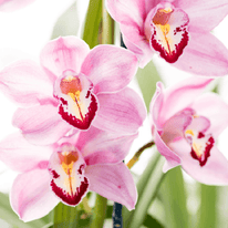Orchidee