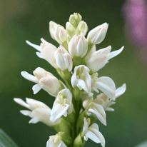 Tuberose
