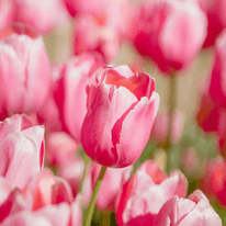 Tulpe