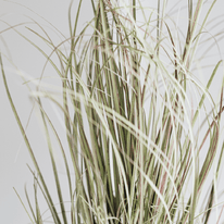 Vetiver