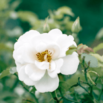 Wildrose