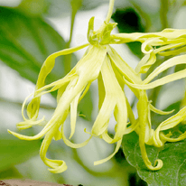 Ylang-Ylang