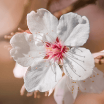 Mandelblüte