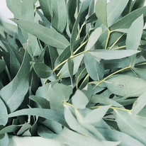 Eukalyptus
