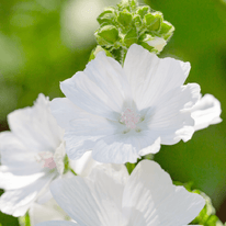 Weißer Moschus