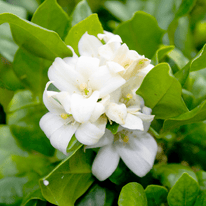Jasmin